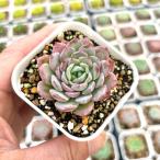  суккулентное растение ekebe задний one автомобиль 7.5cm pot рассада 