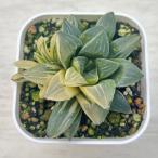  суккулентное растение - oru Cheer ...7.5cm pot рассада 