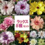ショッピング苗 【当店農場生産】ラナンキュラス ラックス 8種類8鉢セット 9cmポット苗 1/4更新