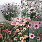 【当店農場生産】ローダンセマム 5種類5鉢セット 9cmポット苗 1/9更新