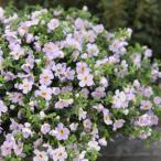 【当店農場生産】ステラ（バコパ） スノーストーム グレイシアブルー PW 9cmポット苗 非耐寒性多年草