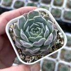  суккулентное растение ekebe задний Conti × Rena 7.5cm pot рассада 