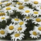 【当店農場生産】ロイカンセマム（シャスタデージー）