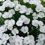 [ наш магазин сельское хозяйство место производство ] Diane подвеска Lucky "lips" Lisa 9cm pot рассада выдерживающий холод . много год .