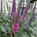 [ наш магазин сельское хозяйство место производство ] Velo nika Anniversary rose 9cm pot рассада много год .