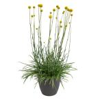 [ наш магазин сельское хозяйство место производство ]k Raspe tia солнечный pop 9cm pot рассада 