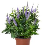 [ наш магазин сельское хозяйство место производство ] Velo nika can tela голубой 9cm pot рассада много год .