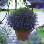 ロベリア エンジェル ダークブルー 9cmポット苗 銅葉＆濃い花色がきれい！