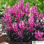 [ наш магазин сельское хозяйство место производство ] gold gyo saw зажим in черный hot розовый 9cm pot рассада 