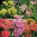 【当店農場生産】アキレア ミリーロック 5種類5鉢セット 9cmポット苗 耐寒性宿根草