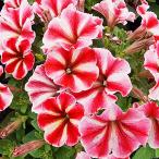 クレイジーチュニア セクレドスター（花なし苗）9cmポット苗