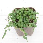 多肉植物 セネシオ グリーンネックレス 7.5cmポット苗