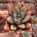  суккулентное растение ekebe задний hepa Ist s мак 7.5cm pot рассада 