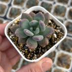  суккулентное растение пахифитум rouge красота 7.5cm pot рассада 