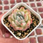  суккулентное растение ekebe задний вода Lilly 7.5cm pot рассада 
