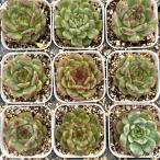  суккулентное растение ekebe задний крепление Fuji 7.5cm pot рассада 