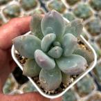  суккулентное растение пахифитум слоновая кость сыр 7.5cm pot рассада 