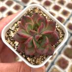  суккулентное растение ekebe задний колодка tin7.5cm pot рассада 