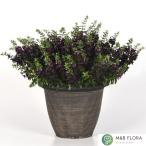 [ наш магазин сельское хозяйство место производство ] Anne geronia Angel flair черный 9cm pot рассада не выдерживающий холод . много год .