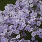 フロックス オープニングアクト ピンクアドット PW 12cmポット苗（芽吹き苗） ペレニアル（宿根草・多年草）
