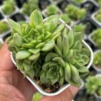  суккулентное растение ekebe задний красный s one 7.5cm pot рассада 