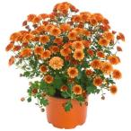 [ наш магазин сельское хозяйство место производство ] сад mamare расческа a orange 9cm pot рассада выдерживающий холод . много год .