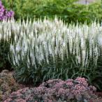 �y���X�_�ꐶ�Y�z�x���j�J �E�B�U�[�f�B���O �z���C�g�����Y PW 12cm�|�b�g�c�i��c�j �y���j�A���i�h�����E���N���j