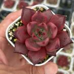  суккулентное растение ekebe задний pi- кок голубой 7.5cm pot рассада 
