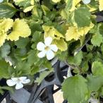 [ сотрудничество сельское хозяйство место производство ]bakopa vanilla лёд 9cm pot рассада . корень .. быстро значительно становится *