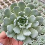  суккулентное растение ekebe задний лёд душа snow лицо 7.5cm pot рассада 