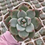 多肉植物 エケベリア スカイシティ 7.5cmポット苗
