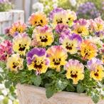 ビオラ ソワレ シャルロット（花なし苗） 9cmポット苗 花壇や寄せ植えに♪