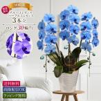 【11時までのご注文で当日出荷・数量限定】胡蝶蘭 ブルーエレガンス パープルエレガンス 3本立 青 紫 開店 お誕生日 古希 お供え[胡蝶蘭 ブルー・パープル3本立]