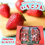  коробка продажа клубника san клубника клубника . превосходящий товар примерно 240g × 2 упаковка Saga фрукты плоды фрукты большая вместимость зима гурман дом для для бытового использования [BO][ клубника san ( кейс ): рефрижератор ]