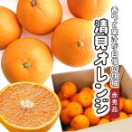 ショッピングデコポン 清見オレンジ 赤秀品 約10kg M〜2L 清見タンゴール みかん オレンジ 国産 果物 自宅用 家庭用 柑橘 ケース 箱売り   [清見オレンジ（赤秀ケース）10kg] 【BO】