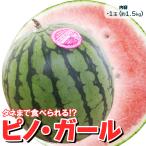  Yamagata префектура производство др. маленький шар ... Pinot девушка 1 шар 1.5kg и больше 1 шар ввод хвост цветок .... микро si-do арбуз запад . подарок на Bon Festival ... праздник [BO][ Pinot * девушка L размер 1 шар ]