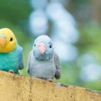 ぬいぐるみ リアル  ”100+1”マメルリハインコ  動物 アニマル