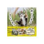  на следующий день отправка *... кошка ... кошка /...