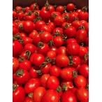  мини помидоры Gifu префектура производство .. помидор прямая поставка от производителя .. помидор бесплатная доставка 2kg