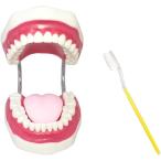 シーエムワイ セレクト 歯 模型 歯列模型 歯模型 大型 モデル 無段階 開閉式 歯ブラシ セット MDM(歯ブラシセット, 1個 (x 1))