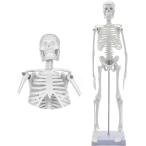 人体模型 45ｃｍ 骨格標本 直立 スタ