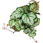  человеческий труд растения рептилии обогреватель керамика обогреватель клетка для террариум bi шероховатость um( бегония, 25cm)