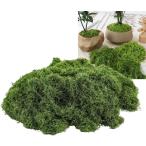  человеческий труд мох 100g бонсай кокэдама поддельный Moss коробка двор . искусственный цветок стена поверхность оборудование орнамент модель geo лама ( moss green, 100g)