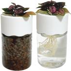  гидропоника гидропонная культура декоративное растение выращивание комплект губка есть прозрачный пластик pot иен стойка (( белый )2 комплект, Small)