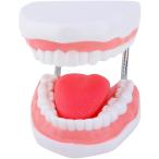  зуб модель зуб . человек игрушка чистка зубов . модель образование сверху ./ внизу . модель 