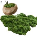  искусственная зелень мох бонсай поддельный Moss человеческий труд мох террариум фотокаталитический настоящий модный искусственный цветок ( зеленый, 100g)