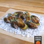  no addition freezing mussel .. Boyle ending under processing un- necessary . attaching New Zealand production 500g cooking ending easy snack high class high quality hormone . un- use . living thing quality un- use 