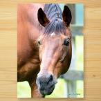 ＜引退馬協会＞クリアファイル 「タイキフォーチュン」2
