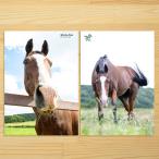 <引退馬協会>クリアファイル「メイショウドトウ」6