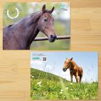 ＜引退馬協会＞フォスターホースカレンダー 2023